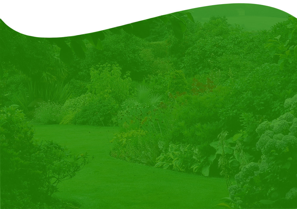 BG